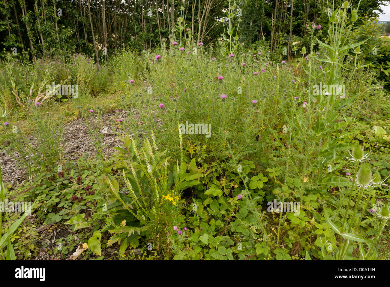 Woodland-Fahrt mit Weld, Kratzdistel und Karde, Ranscombe Farm Naturschutzgebiet, Kent, England, UK Stockfoto