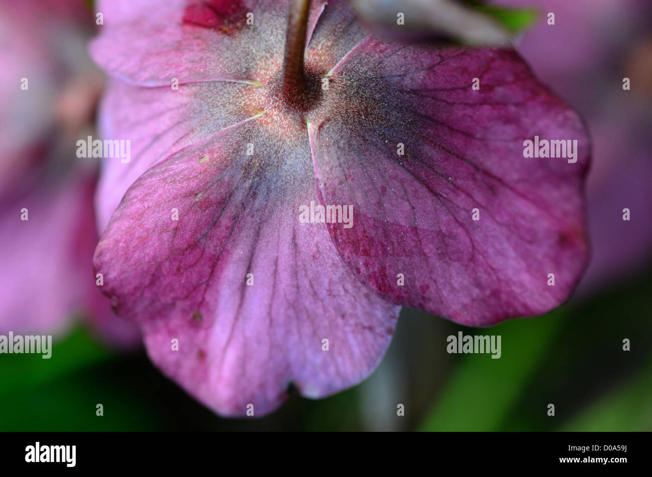 Rosa Nieswurz Frühlingsblume Stockfoto