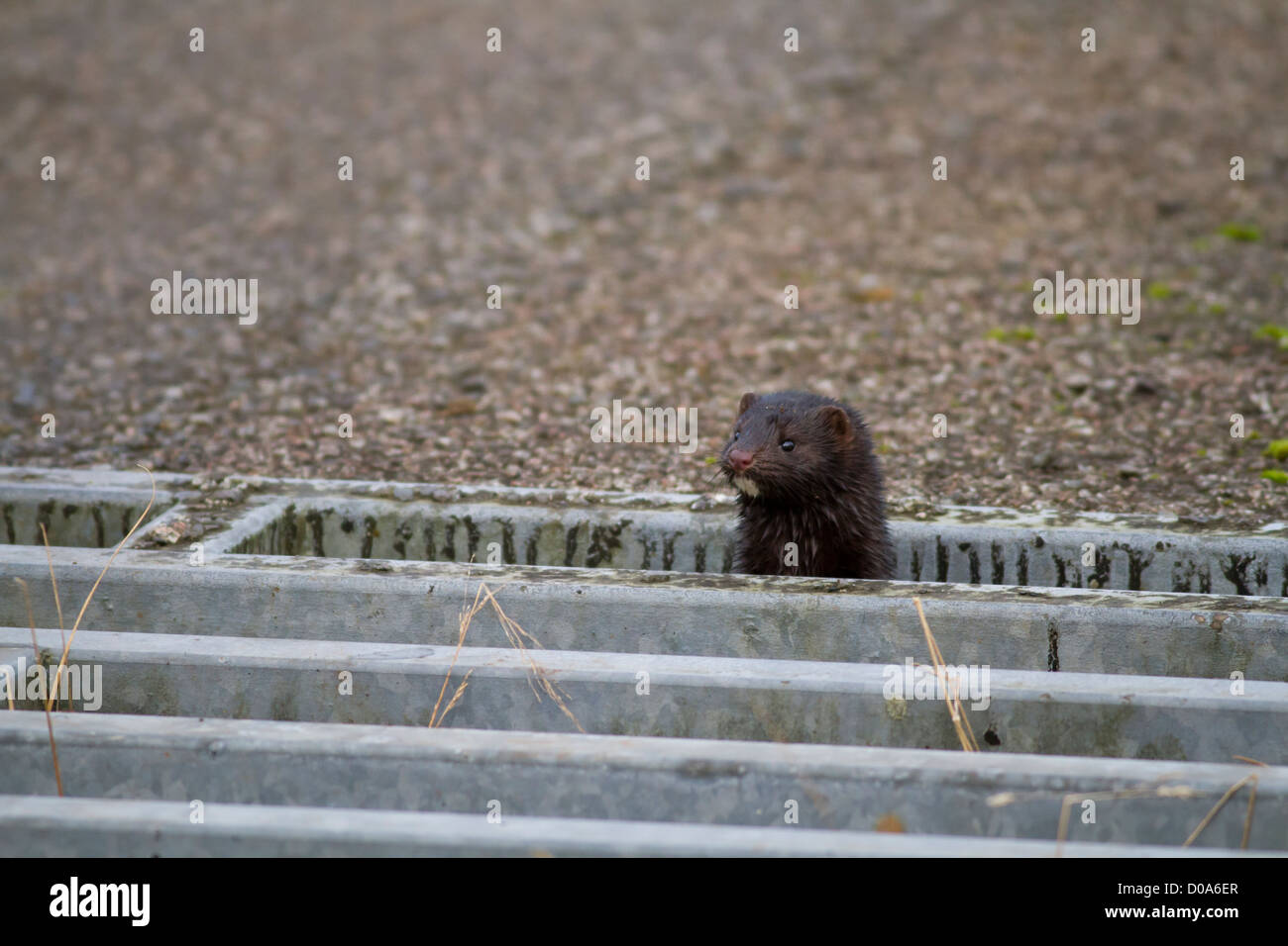 Entgangen Nerze leben wild im Vereinigten Königreich Stockfoto