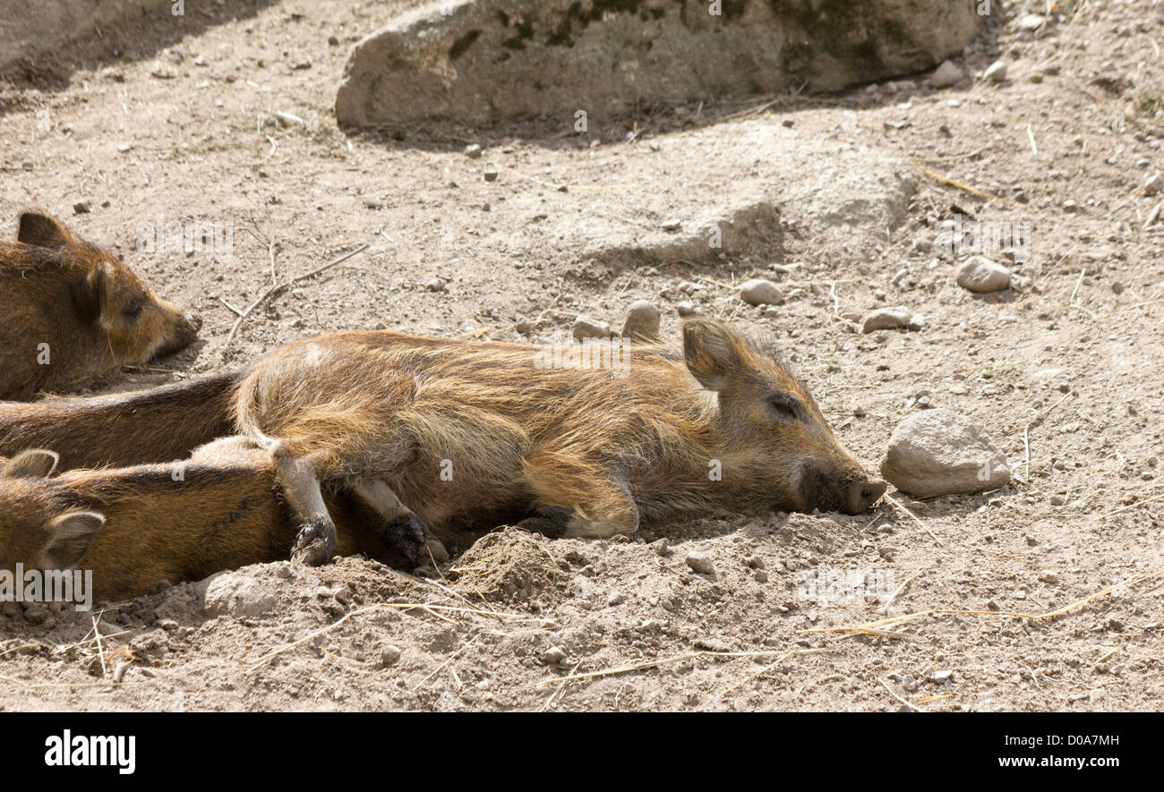 Schlafendes Baby Wildschwein in Ähtäri Zoo Stockfoto