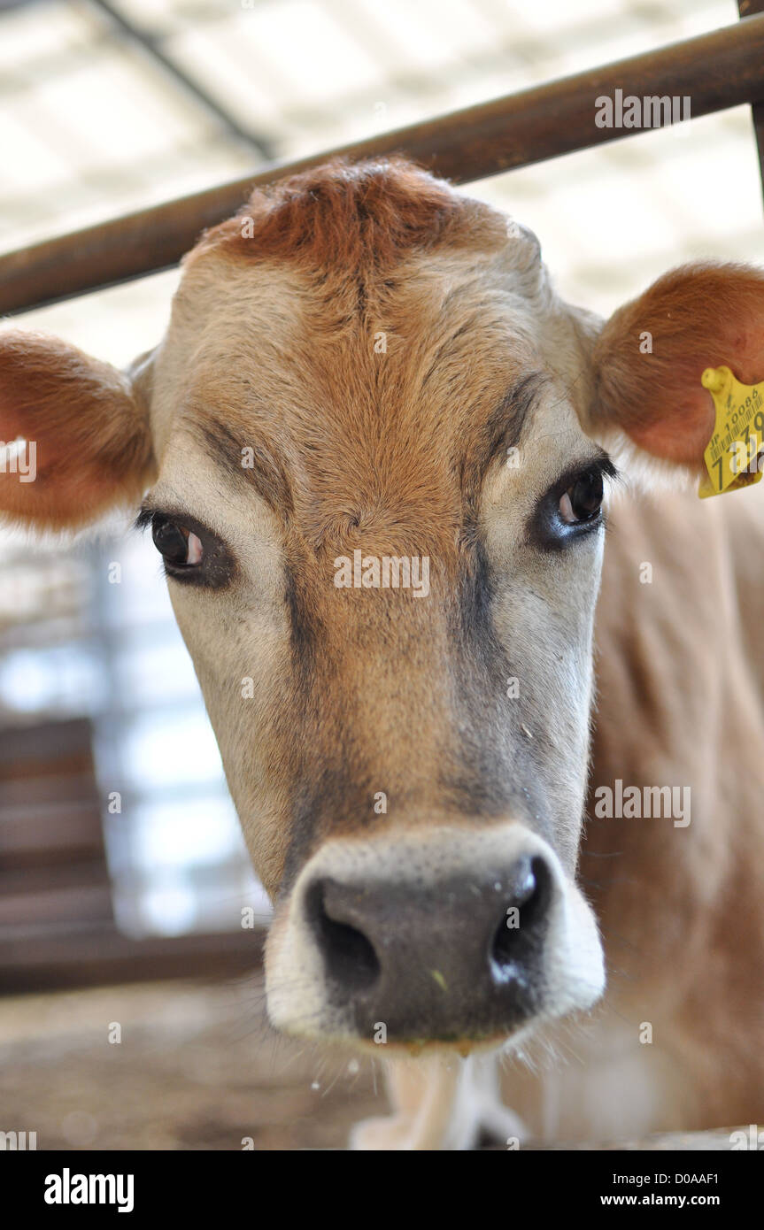 Eine Kuh, die direkt in die Kamera schaut. Stockfoto