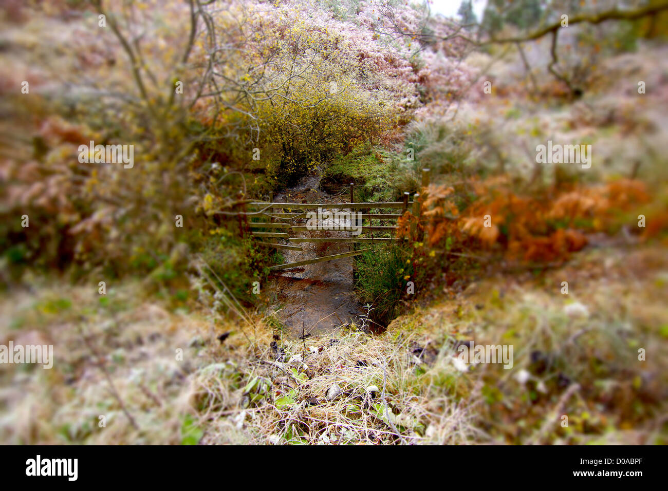 Herbst-Szene in der North Yorkshire Moors, Dalby Forest Stockfoto