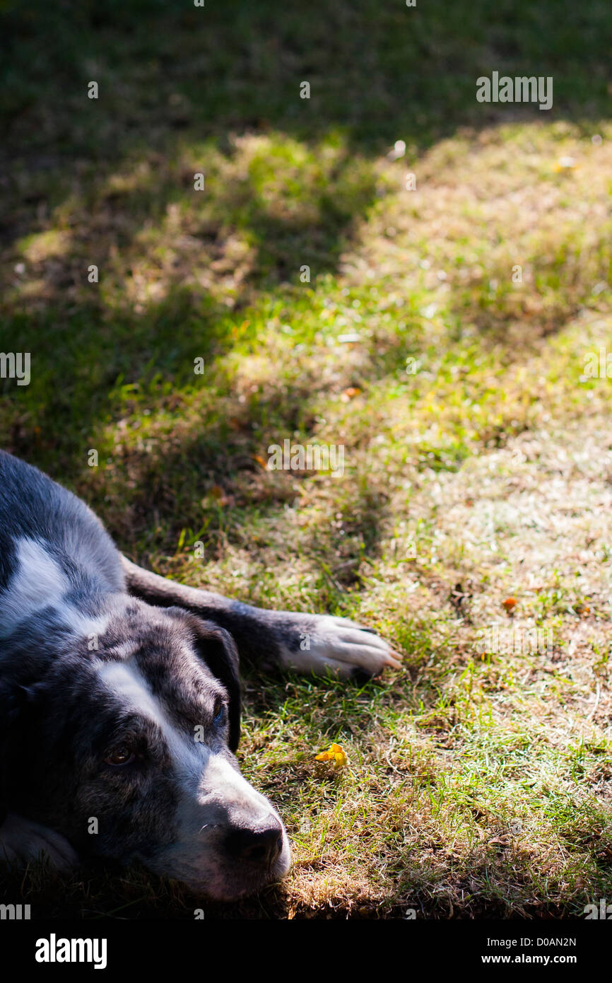 Hund im Rasen im Schatten liegend Stockfoto