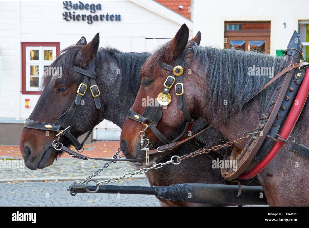 Pferde Sachsen Anhalt