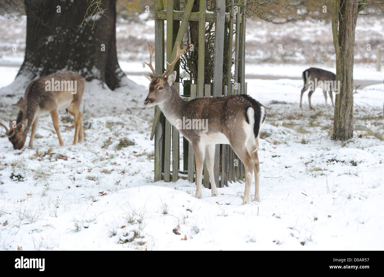 Hirsche sind zu sehen, zu Fuß durch eine Swy Richmond Park Sw Szenen in Richmond Park Surrey, England - 03.12.10 Stockfoto