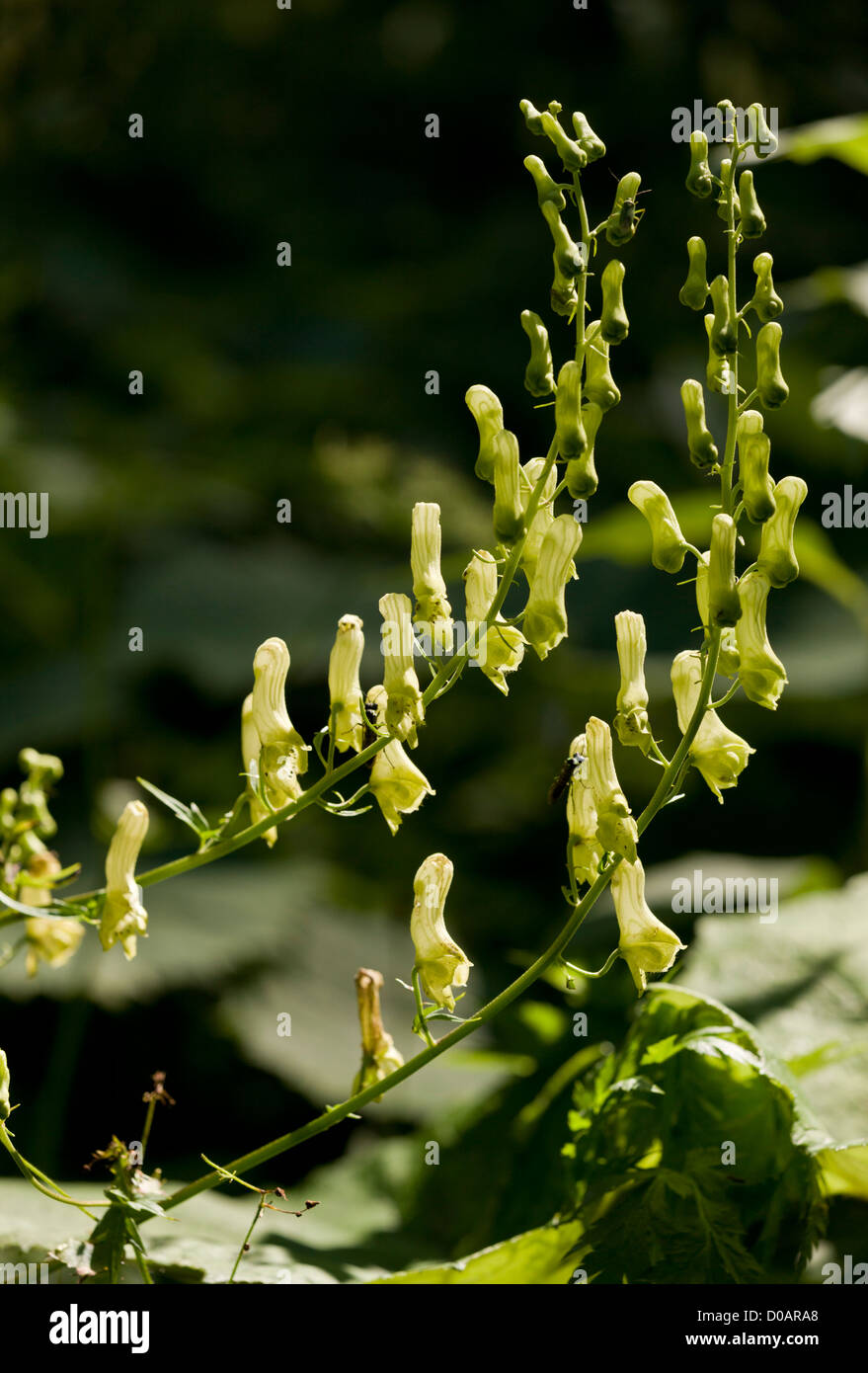 Wolfsbane aconitum lycoctonum -Fotos und -Bildmaterial in hoher ...