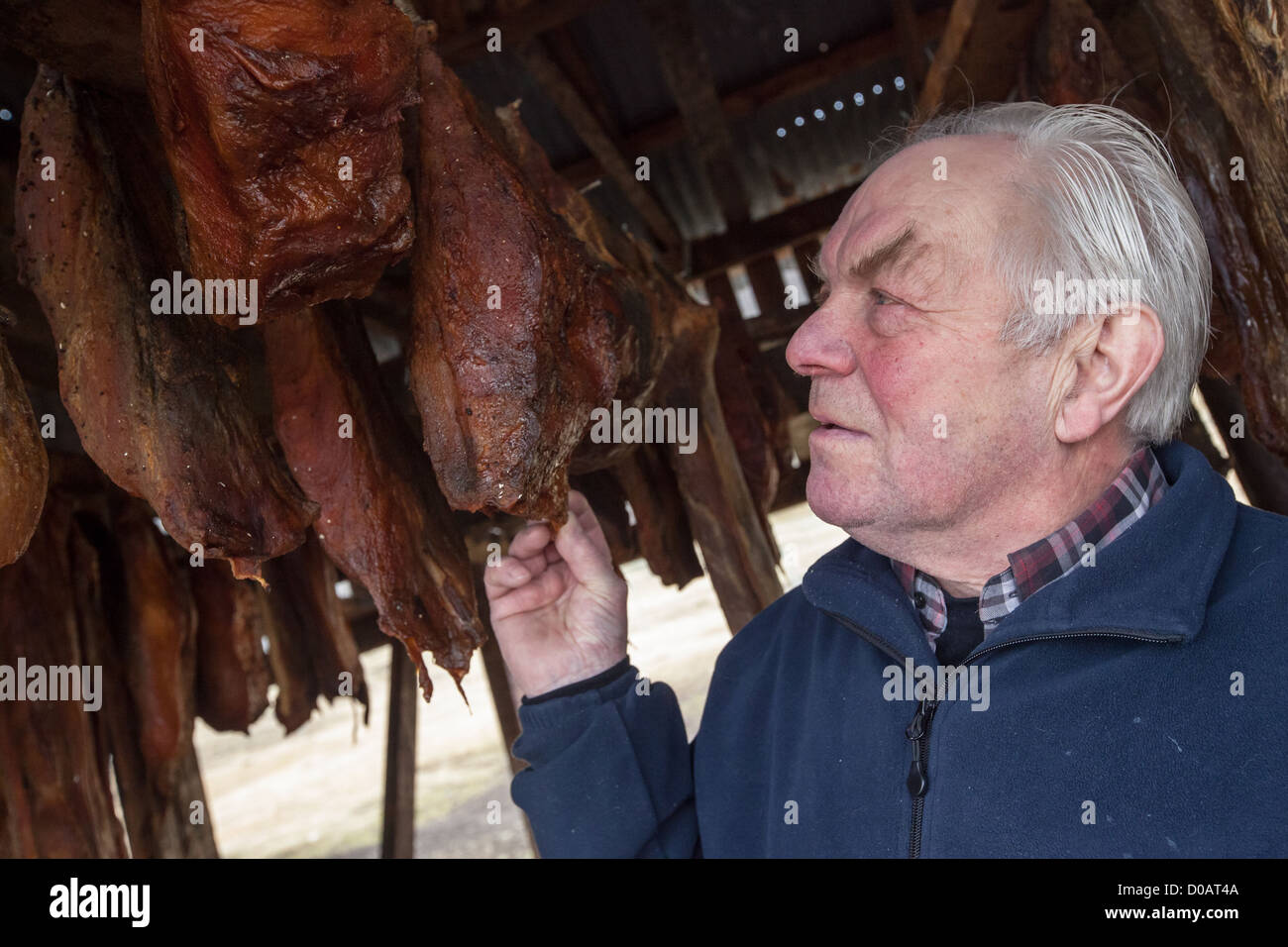 HILDIBRANDUR BJARNASON IN FRONT SEINER FERMENTIERTEN HAIE, DIE ER BEREITET ENTSPRECHENDE KULINARISCHE TRADITION SHARK WIKINGERMUSEUM IN Stockfoto