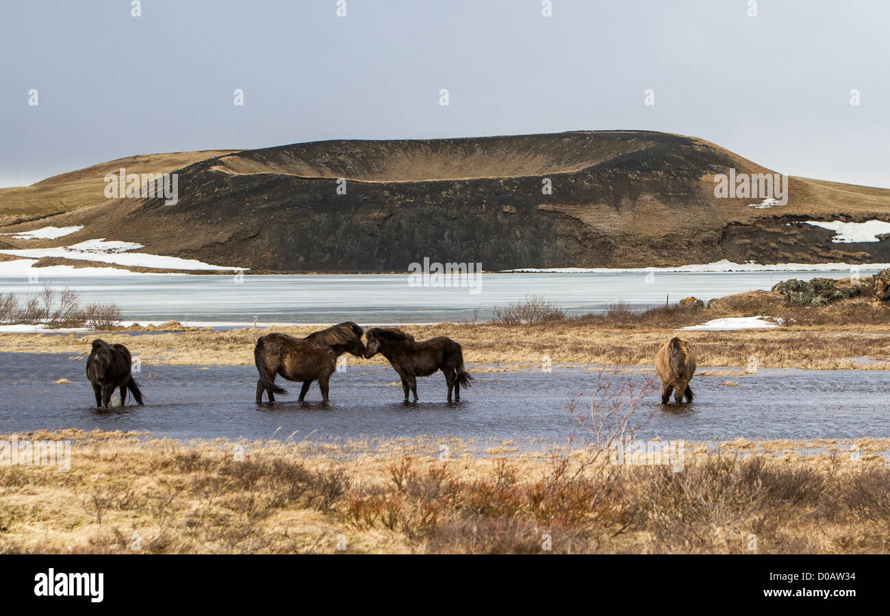 ISLANDPFERDE VOR DER PSEUDO-KRATER SKÚTUSTAÐIR REGION SEE MYVATN NORDISLAND EUROPAS Stockfoto