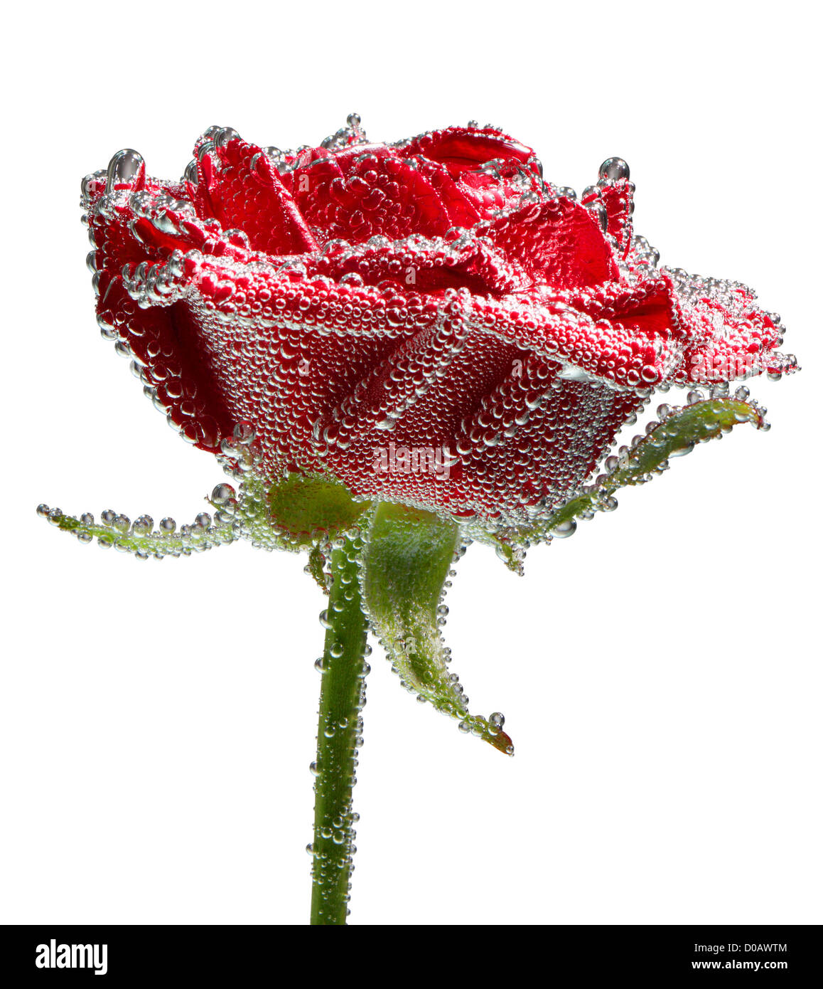 Rote rose mit Wasser Tropfen isoliert auf weiss Stockfoto