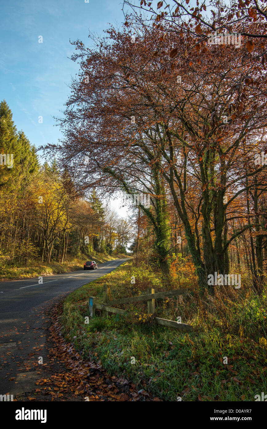 Landstraße, die durch herbstliche Bäume in der Nähe von Itton, Monmouthshire Wales UK Stockfoto
