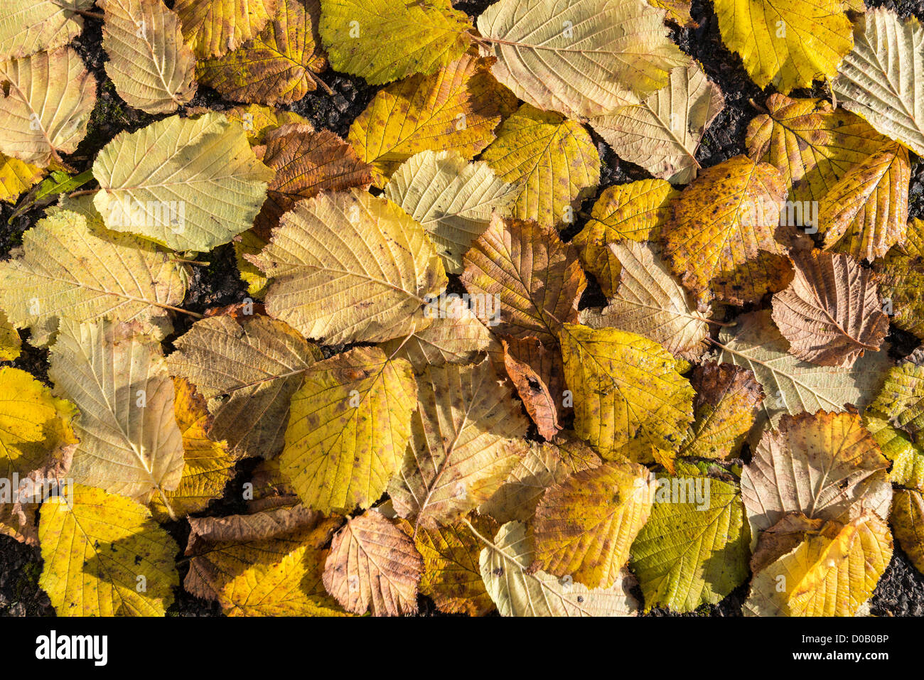 Gefallen goldene Blätter im Herbst von Haselnuss Baum auf Straße. England-UK Stockfoto