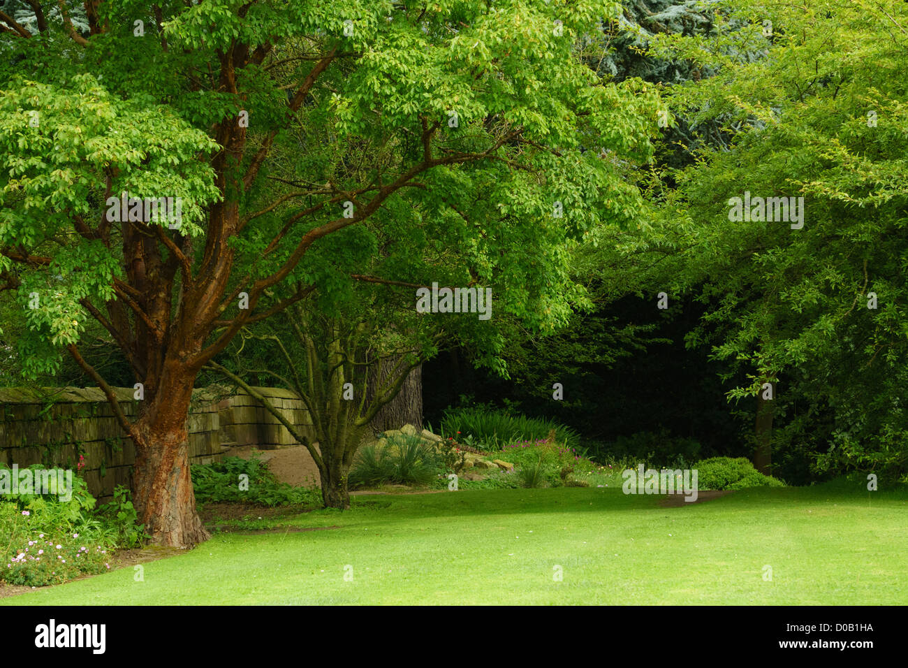 Ältere Bäume Ast Howick Gärten in Northumberland Stockfoto