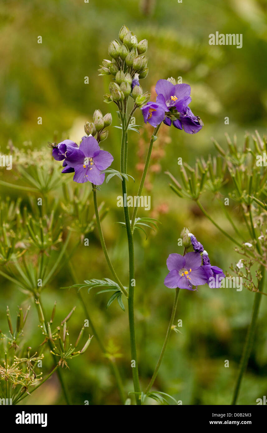 Der-Jakobsleiter (Polemonium Caeruleum) in Blüte. Ungewöhnlich, UK-Pflanze. Stockfoto