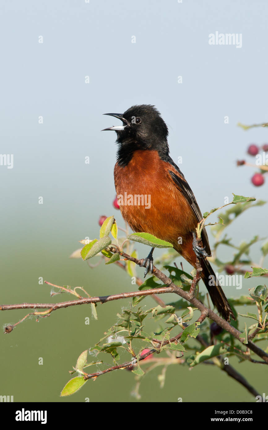 Obstgarten Oriole singen Barschen in servicestry Baum vertikal Stockfoto