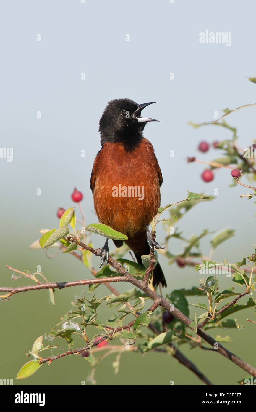 Orchard Oriole Barching Gesang in servicestry Baum vertikal Stockfoto
