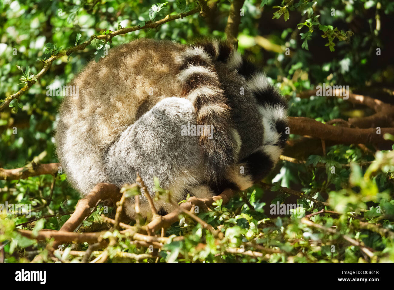 Ring-Tailed Lemur ruht in einem Wald in den Lake District Wild Animal Park. Stockfoto