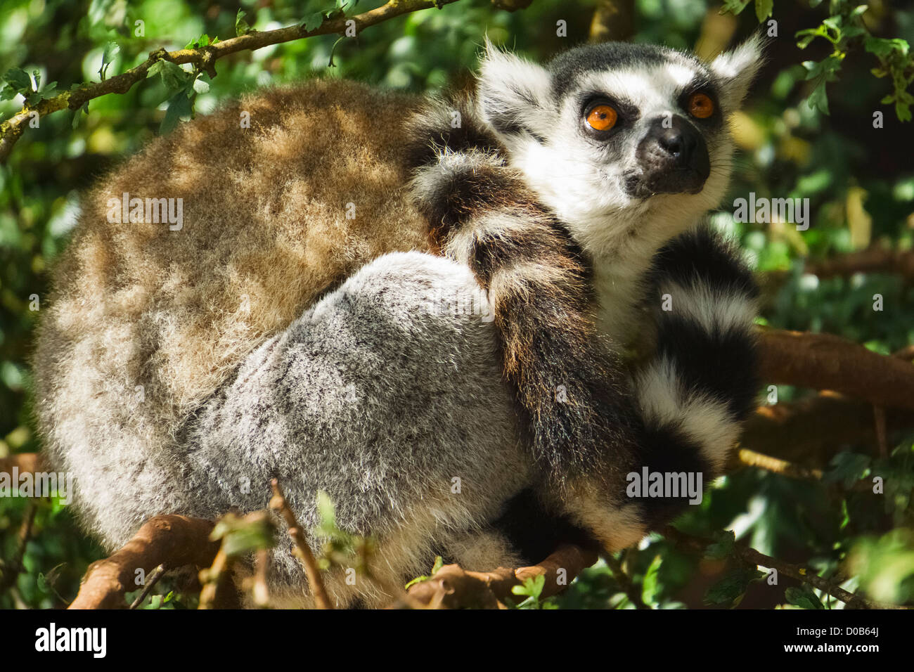 Ring-Tailed Lemur ruht in einem Wald in den Lake District Wild Animal Park. Stockfoto