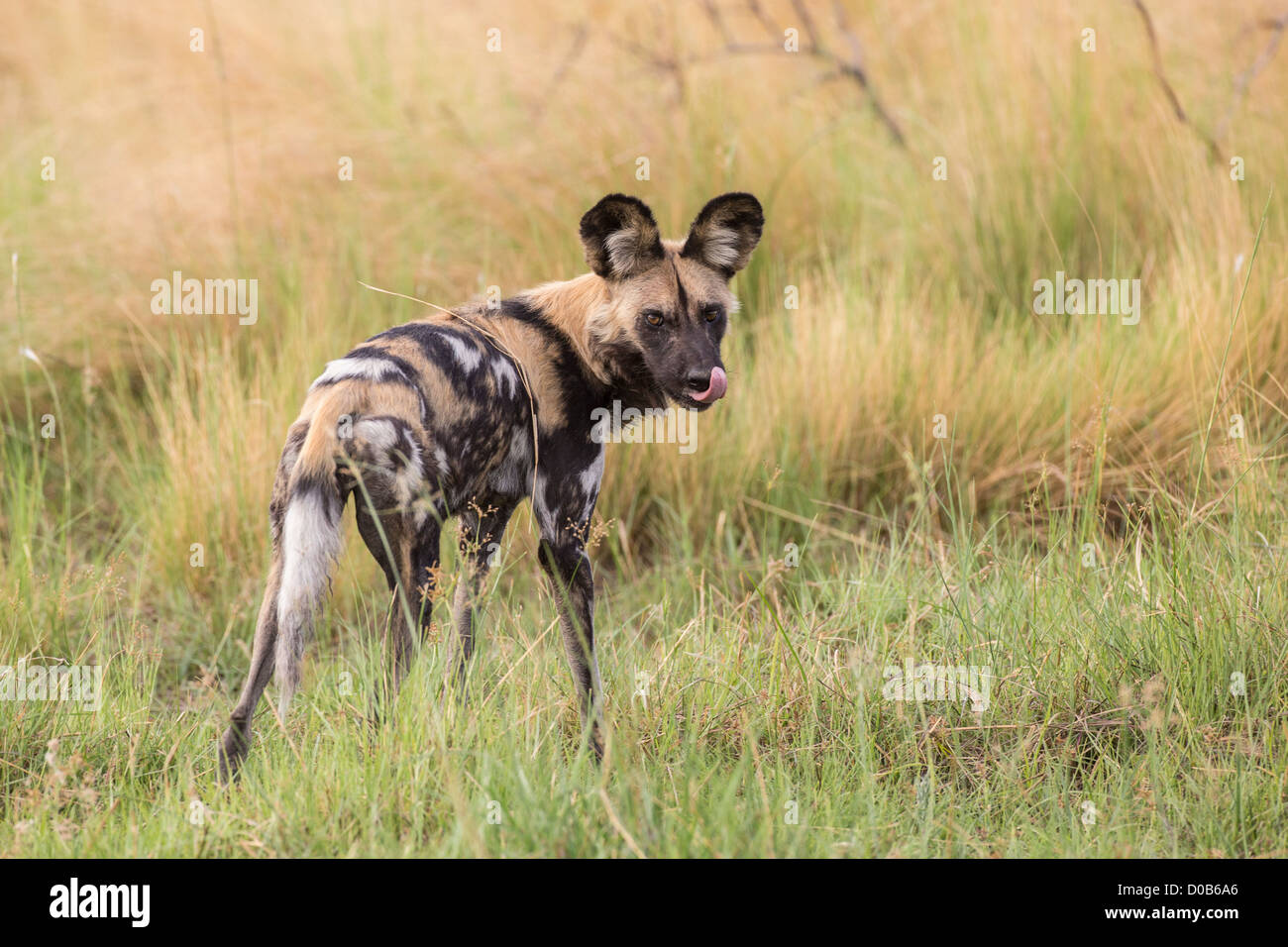 Afrikanischer Wildhund (Lyacon Pictus) in den Babwata Nationalpark, Namibia. Stockfoto