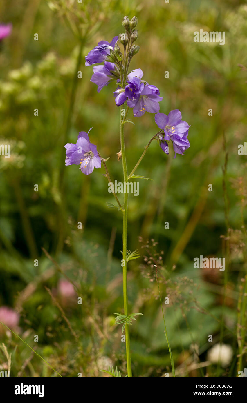 Der-Jakobsleiter (Polemonium Caeruleum) in Blüte, Nahaufnahme. Ungewöhnlich, UK-Pflanze. Stockfoto