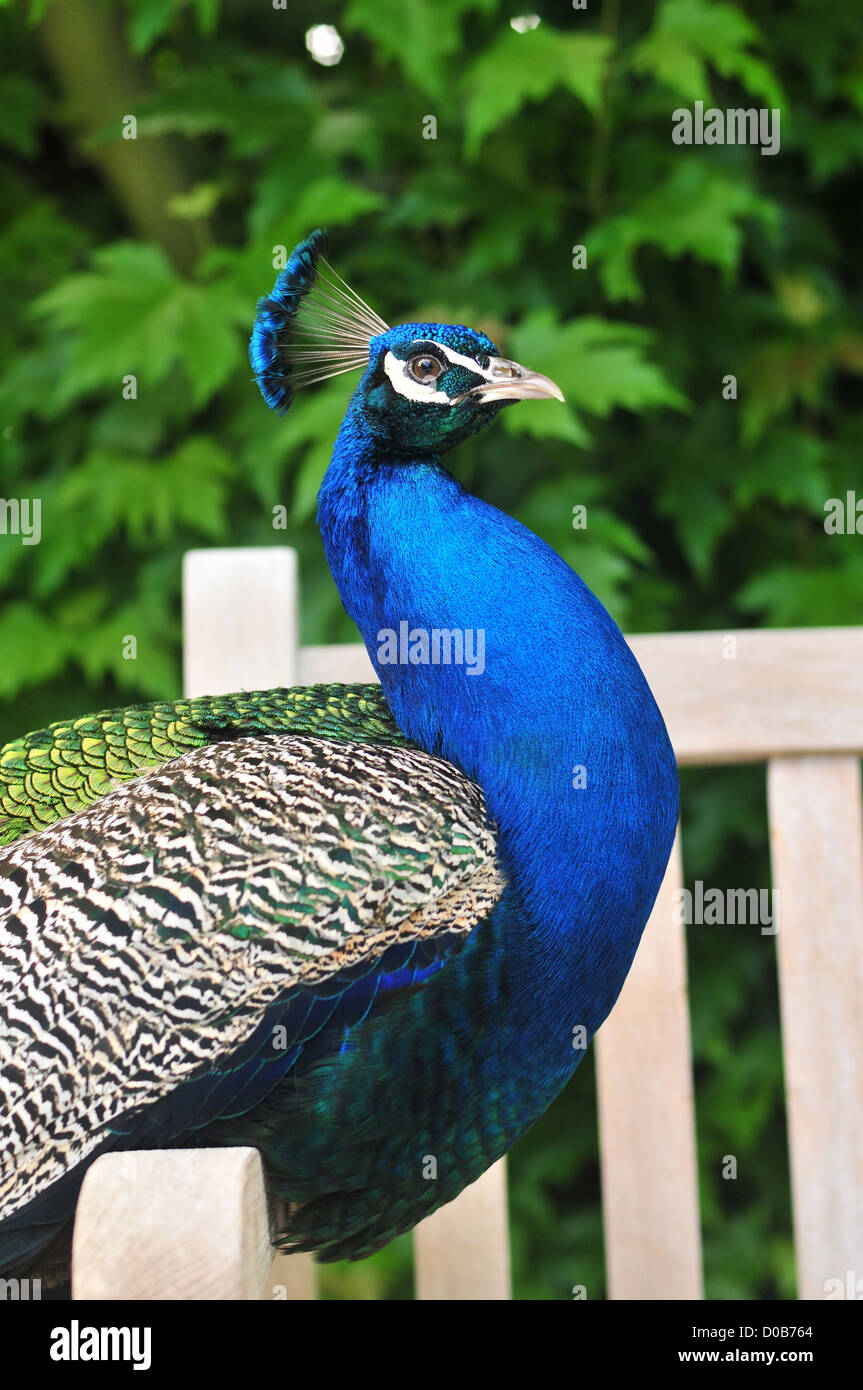 PFAU IM GARTEN DER ABTEI VON VALLOIRES, ERBAUT IM 17. UND 18. JAHRHUNDERT ARGOULES SOMME (80) FRANKREICH Stockfoto