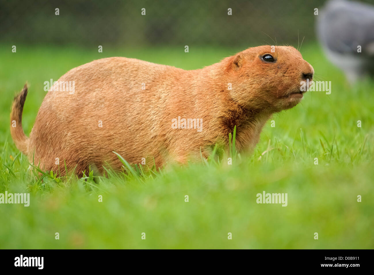 Ein Black-tailed Prairie Dog oder Murmeltier an den Lake District Wild Animal Park. Stockfoto