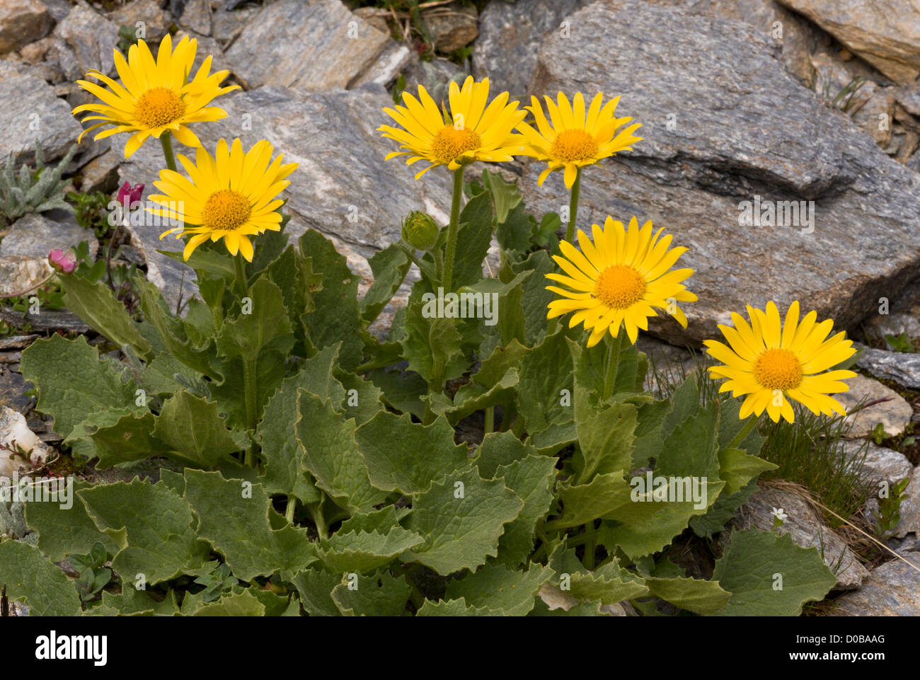 Large-flowered Orientgämswurz, Doronicum Grandiflorum in Blüte, Nationalparks Vanoise, Frankreich. Stockfoto