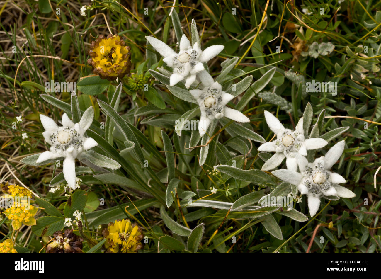 Edelweiß (Leontopodium Alpinum) in Blüte, Alpen. Legendäre Alpenblume. Stockfoto