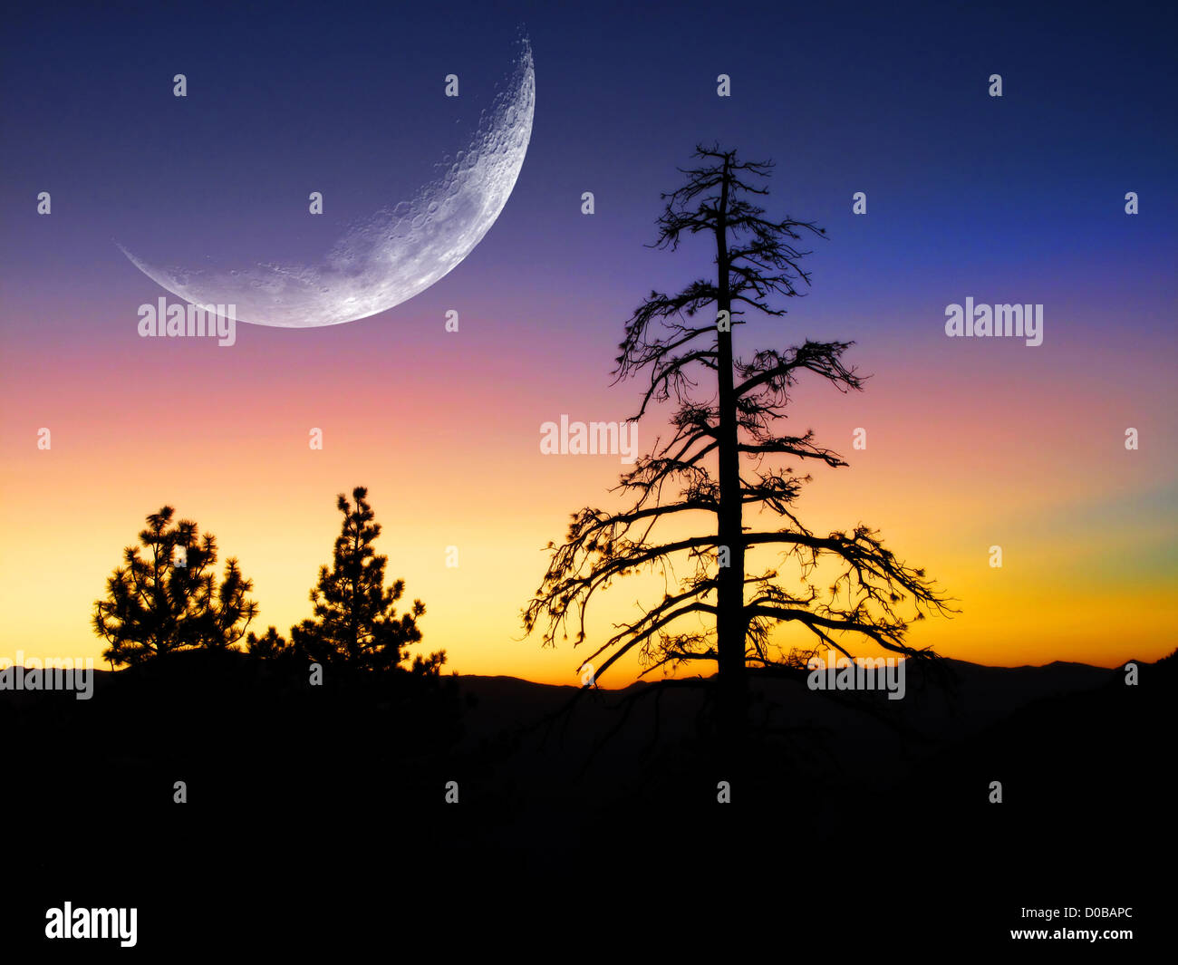 Sonnenauf- oder Sonnenuntergang mit Silhouette der Pinien Stockfoto