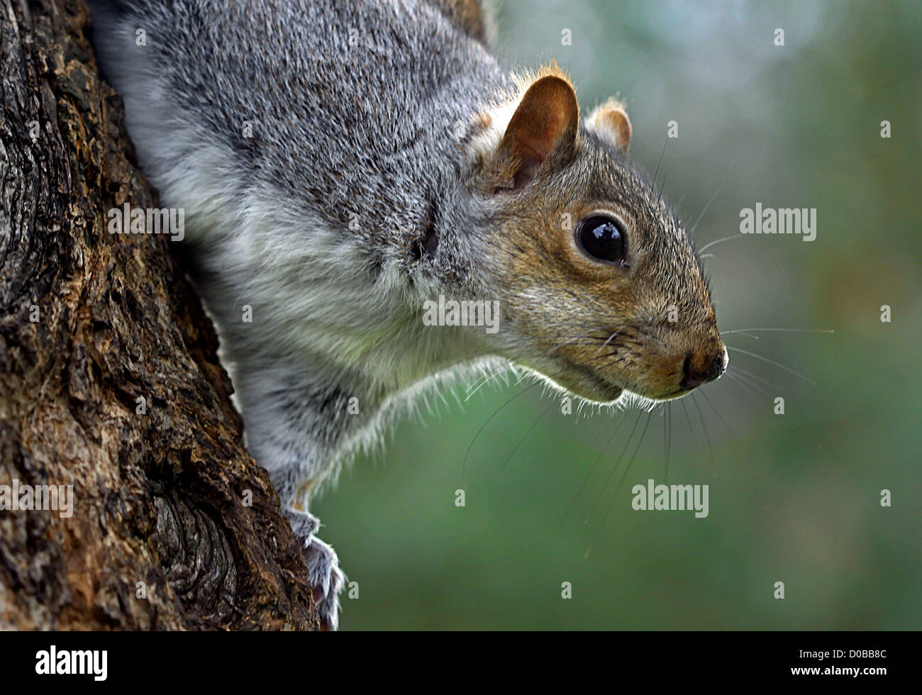 Nahaufnahme des grauen Eichhörnchens mit unscharfen Hintergrund Stockfoto