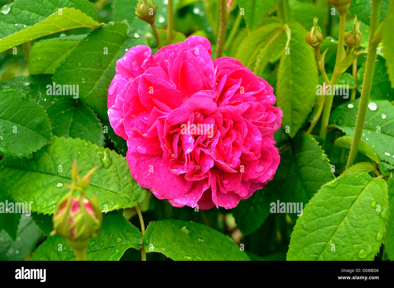 Rosa Gallica Duc de Guiche (eingeführt vor 1940). Rosengarten, 'La Cour de Commer', Mayenne, Land, Loire, Frankreich Stockfoto