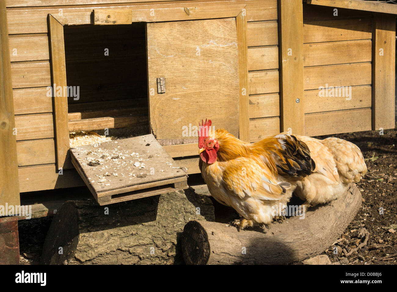 Ein Huhn, so dass es ist an einem sonnigen Tag Rückfahrt nach dem Putsch. Stockfoto