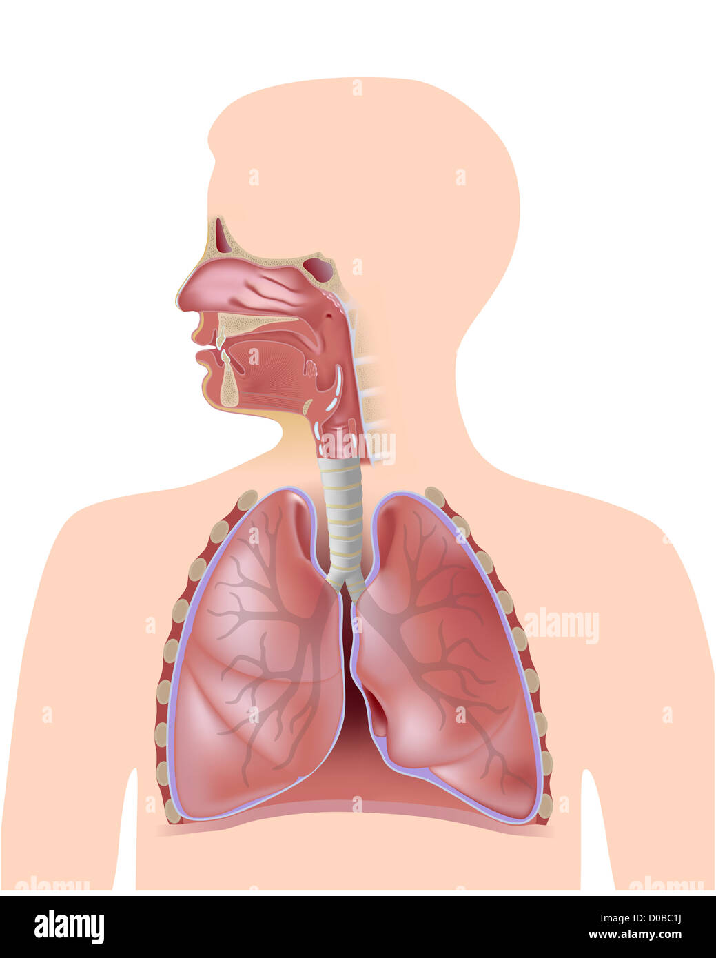 Die Atemwege nicht beschriftet Stockfoto