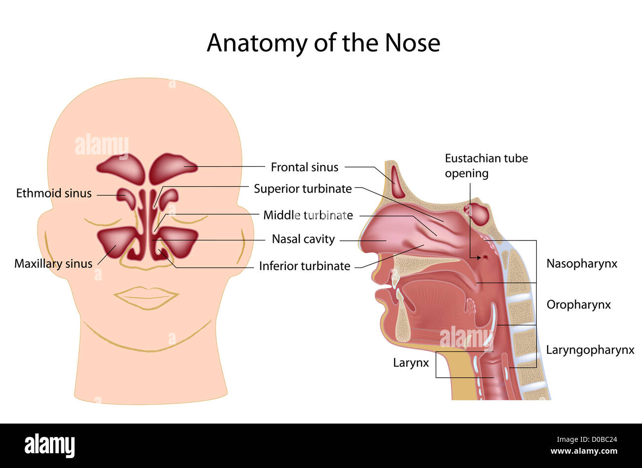 Anatomie der Nase, mit der Bezeichnung Stockfoto