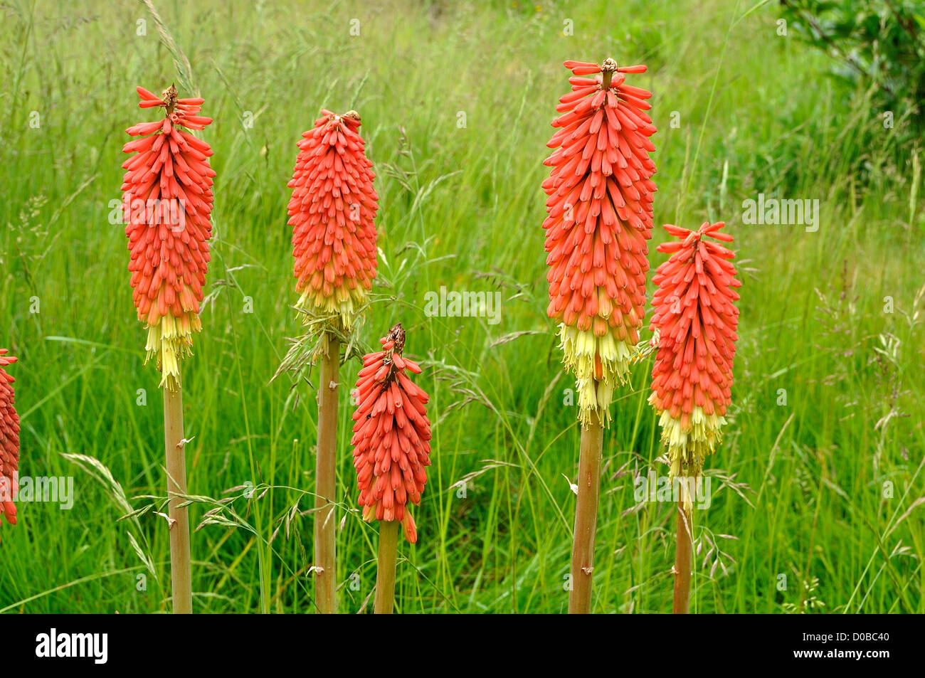 Blumen des Tritoma (Kniphofia Vsp), andere Namen: rote heiße Poker, Fackel-Lilie, Poker-Pflanze in voller Blüte, in einem Garten. Stockfoto