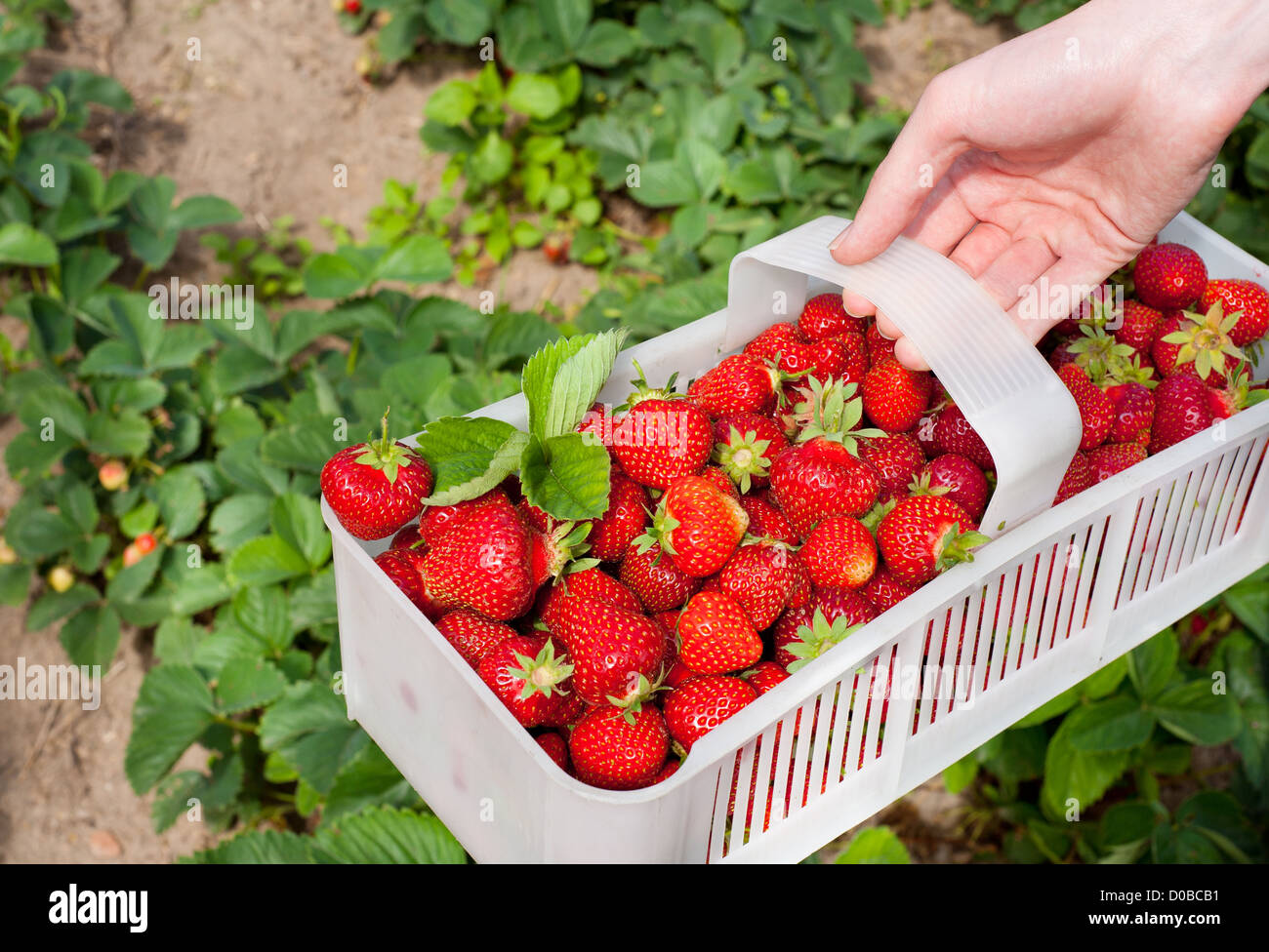 reife Erdbeeren gepflückt, weißen Kunststoff-Körbchen Stockfoto
