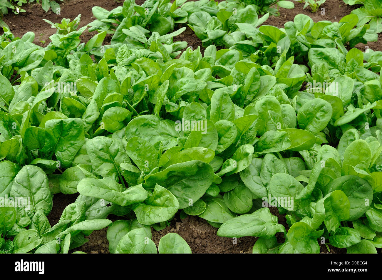Gemüsegarten von Spinat (Spinacia oleracea), Sorte: 'Matador', im Juni, in einen Gemüsegarten. Stockfoto