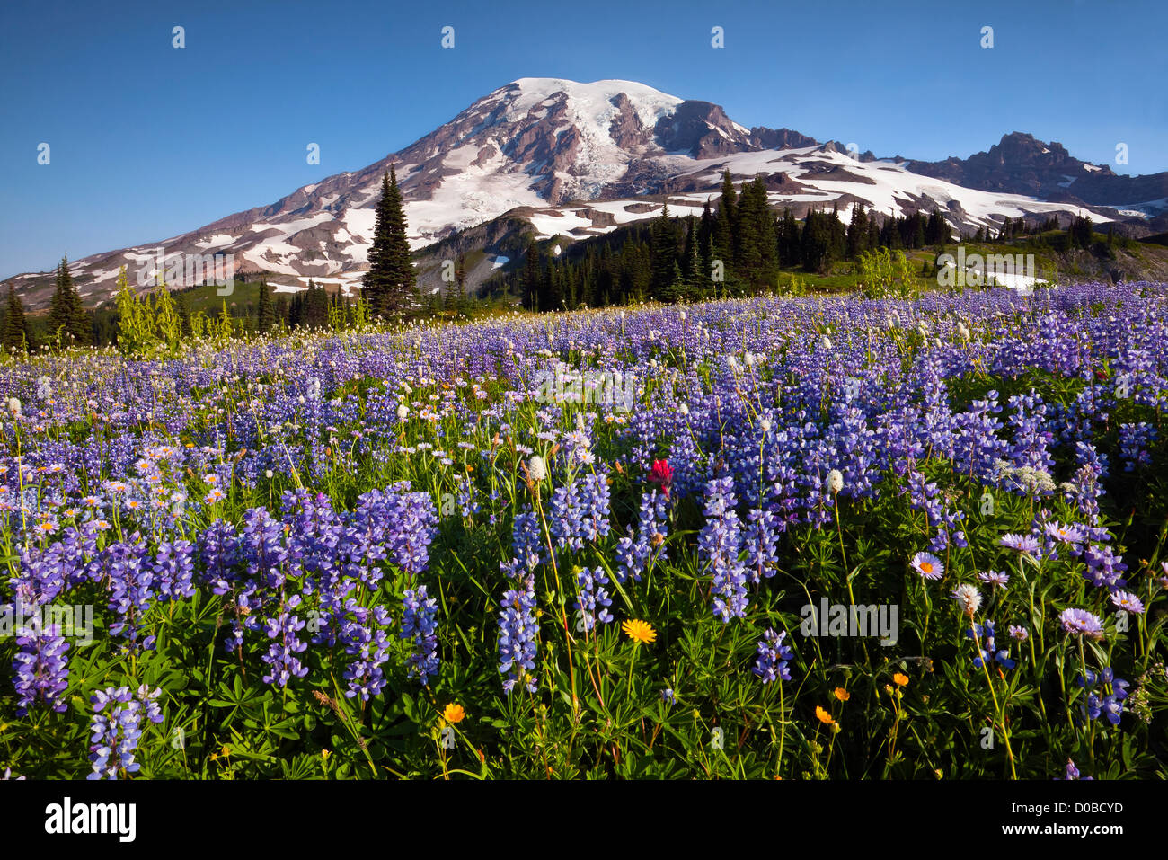 WA07578-00... WASHINGTON - Mount Rainier und eine Wildblumen bedeckt Wiese am Mazama Ridge in Mount Rainier Nationalpark. Stockfoto