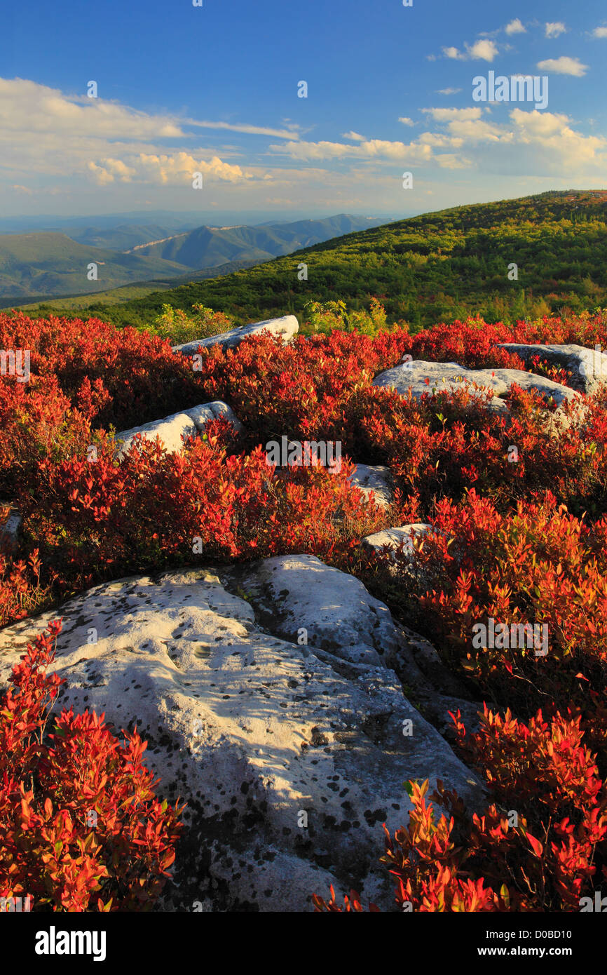 Bär-Felsen bewahren, Dolly Grassoden Wildnis, Hopeville, West Virginia, USA Stockfoto