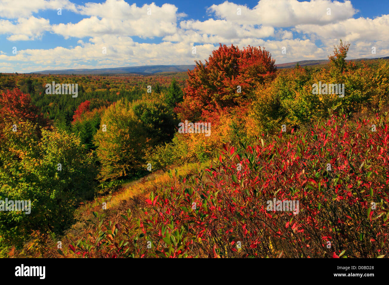 Bär Rocks Trail, Dolly Grassoden Wildnis, Hopeville, West Virginia, USA Stockfoto