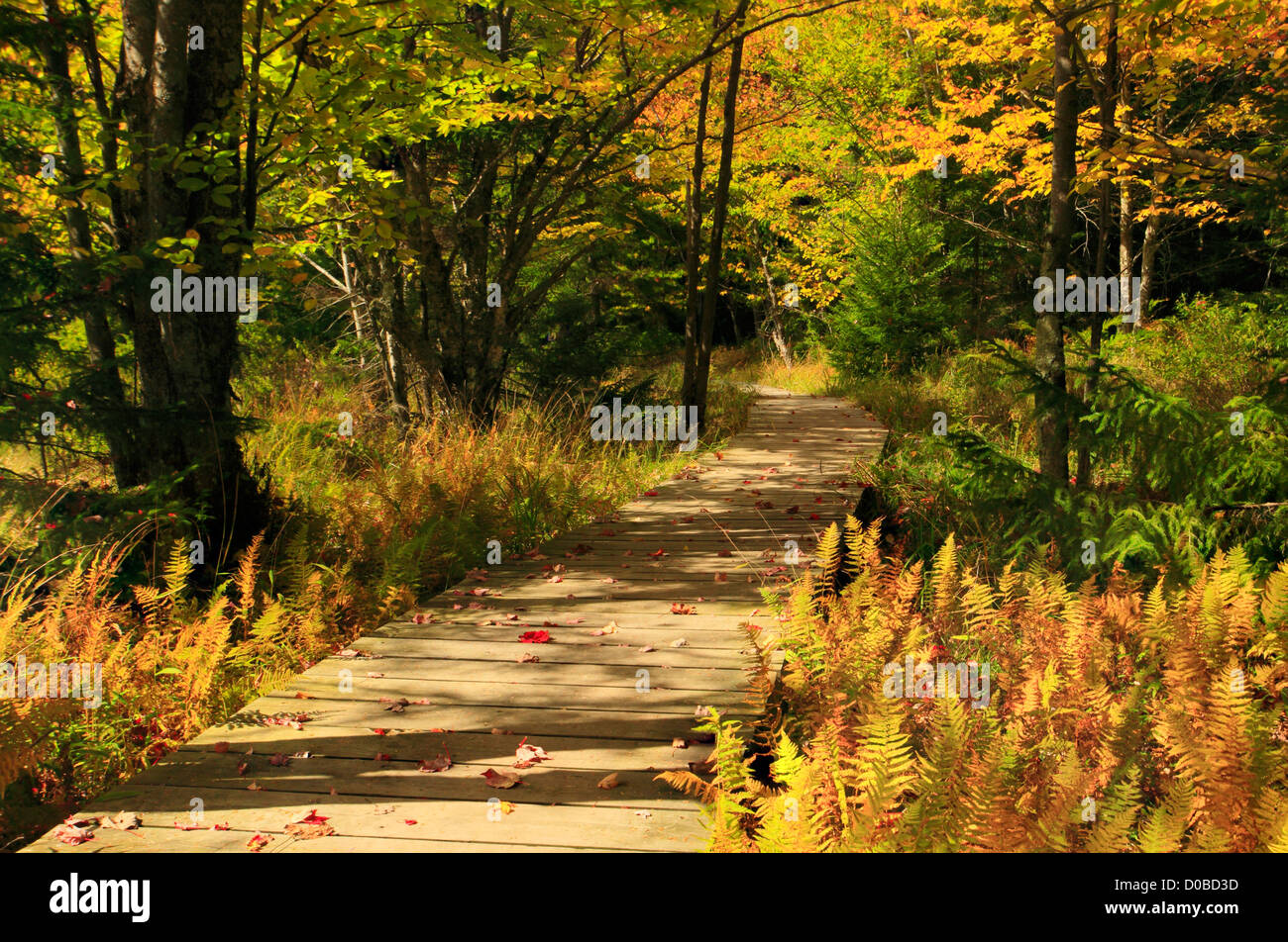 Bär Rocks Trail, Dolly Grassoden Wildnis, Hopeville, West Virginia, USA Stockfoto