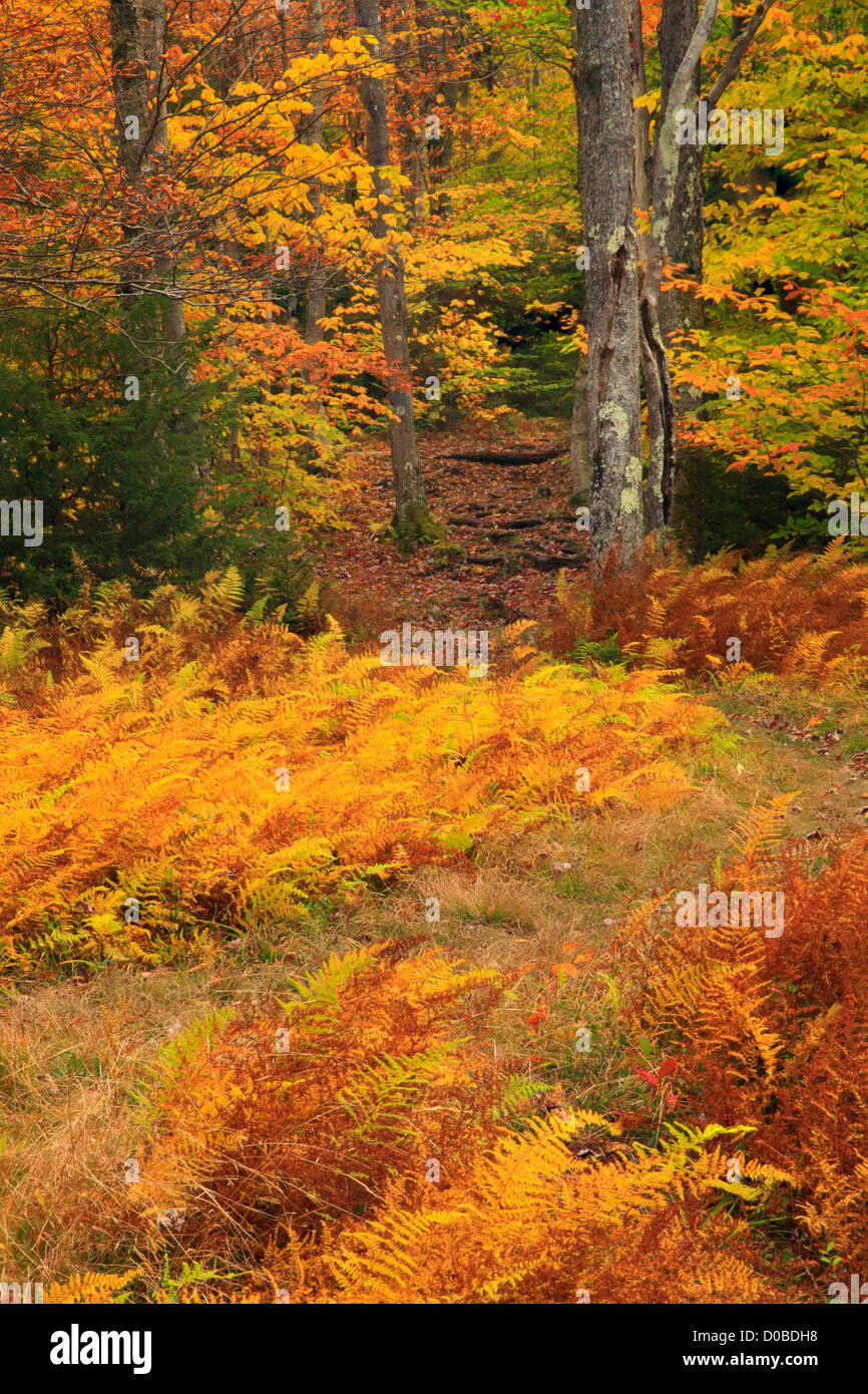 Rohrbaugh Trail, Dolly Grassoden Wildnis, Hopeville, West Virginia, USA Stockfoto