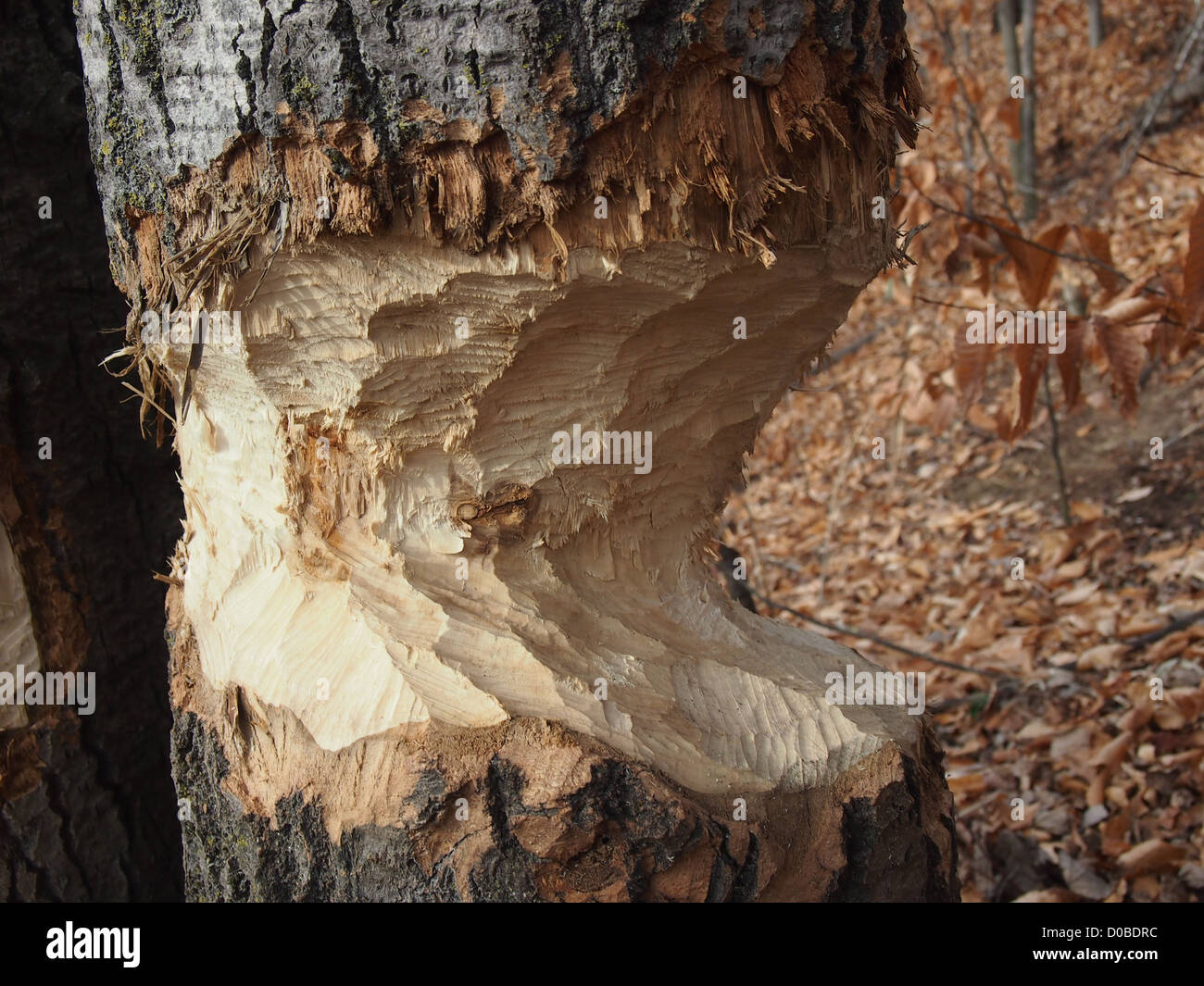 Nahaufnahme eines Baumes von nordamerikanischen Biber gekaut Stockfoto