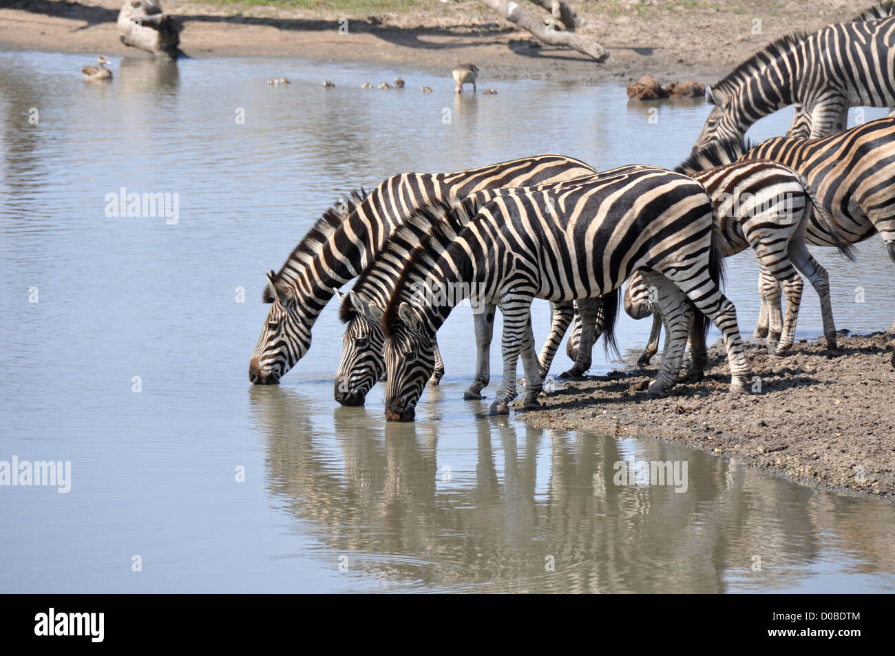Zebras trinken Stockfoto