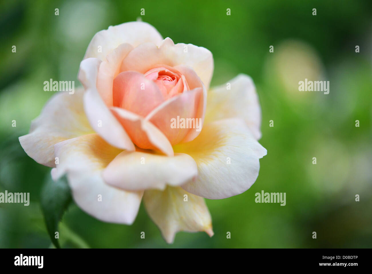 Einzelne Rose in einen englischen Garten Stockfoto