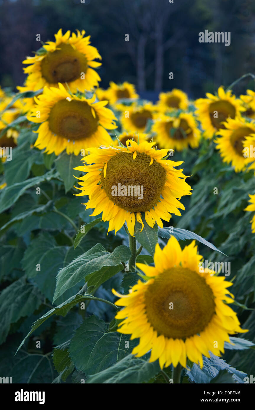 Sonnenblumen im Feld im Starlight, Indiana Stockfoto