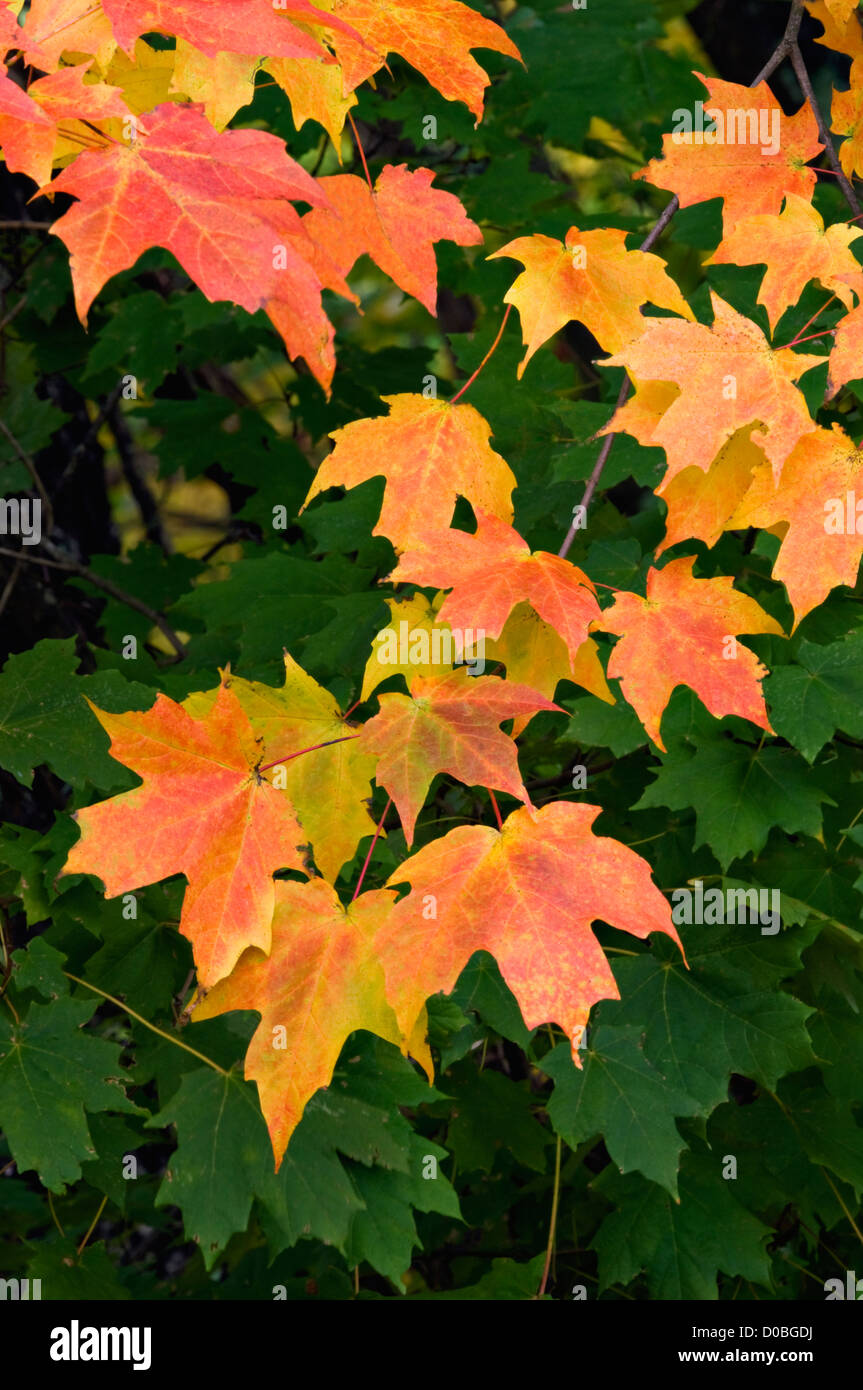 Herbstliche Ahornblätter gegen einen Hintergrund der grünen Blätter Stockfoto