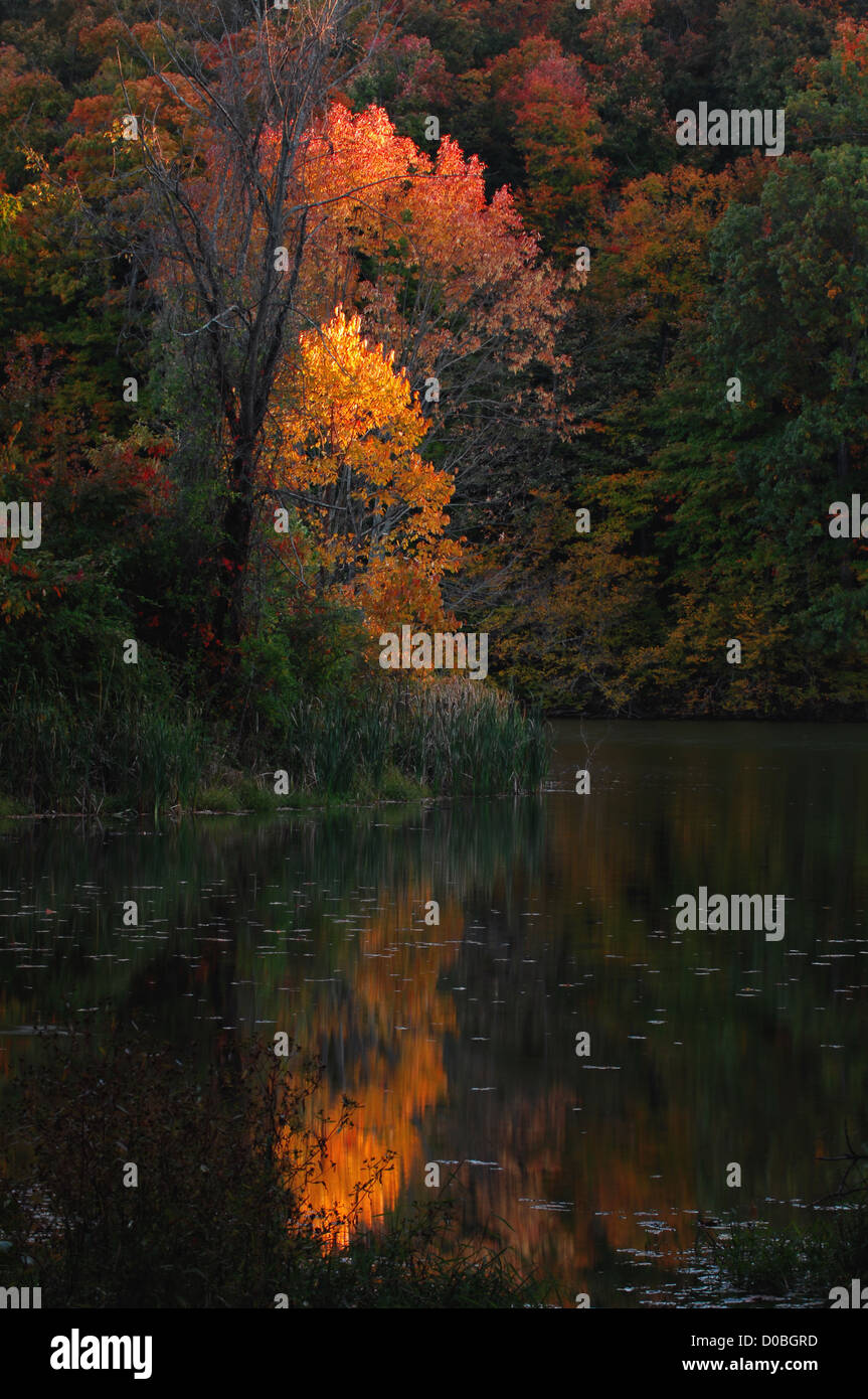 Letzten Licht des Tages auffällig Herbst Baum am See am Mount Saint Francis in Floyd County, Indiana Stockfoto