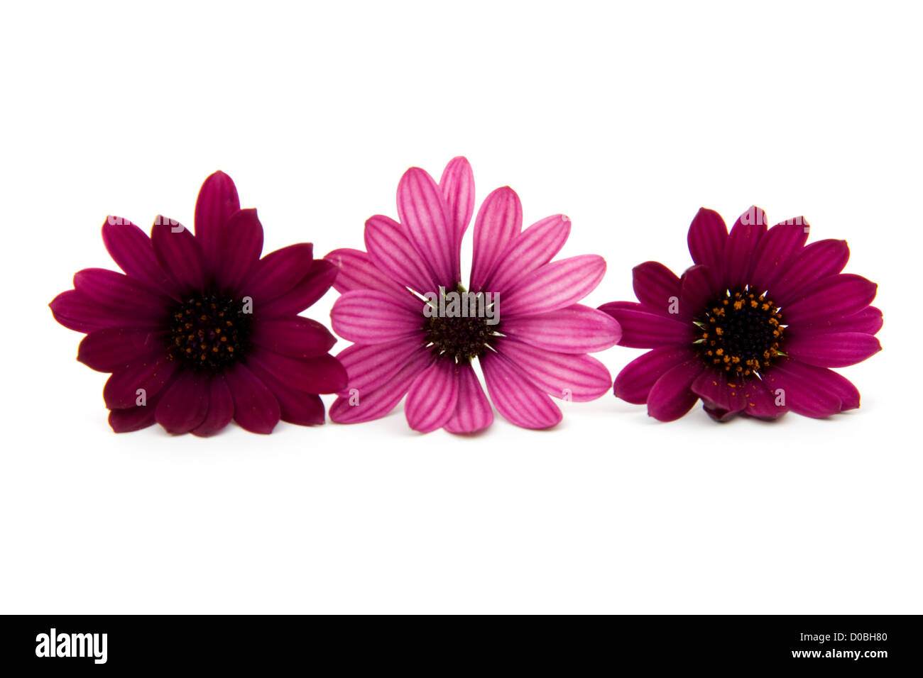 Drei lila Daisy isoliert auf weißem Hintergrund Stockfoto
