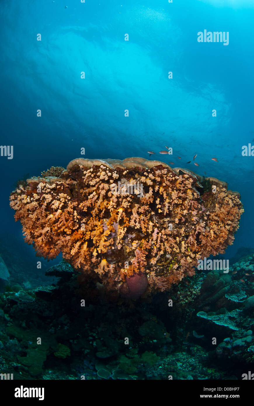 Einen schönen Korallen Kopf mit bunten Weichkorallen auch blau Wasser bedeckt. Nusa Penida Insel, Bali, Indonesien Stockfoto