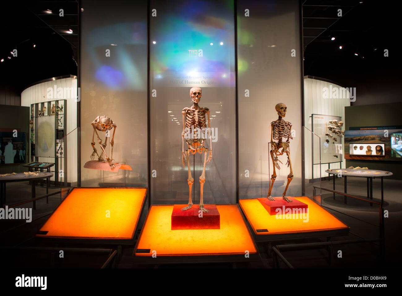 NEW YORK, NY-Menschlichen Evolution Ausstellung in der Halle der menschlichen Ursprünge im Museum für Naturkunde in der Upper West Side von New York Nachbarschaft, in der Nähe des Central Park. Stockfoto